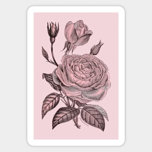 Pink Rose Flower Vintage Illustration Magnet